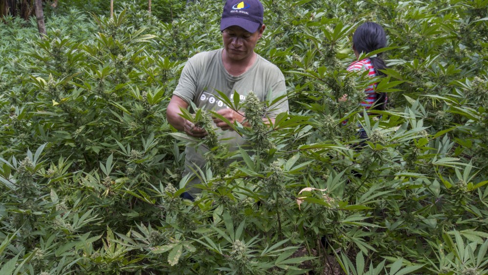 La esperanza de las comunidades está en la sustitución de cultivos ilícitos y la producción de medicamentos a base de marihuana. FOTO: Juan Antonio Sánchez.