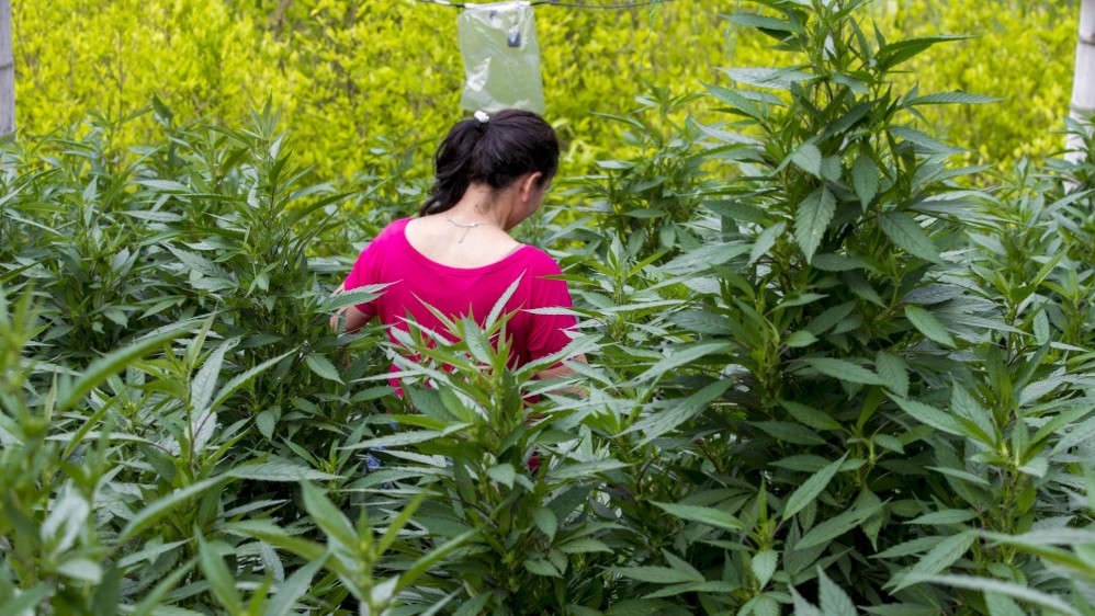 En Cauca también crecen cultivos de coca (verde fosforescente) junto a la marihuana, pero su comercialización es menor. FOTO: Juan Antonio Sánchez.