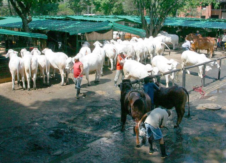 La habilitación de 11 plantas colombianas permitirá exportar carne bovina y porcina a Filipinas, un mercado de 121 millones de habitantes que importa hasta el 60 % de la carne que consume. FOTO EL COLOMBIANO