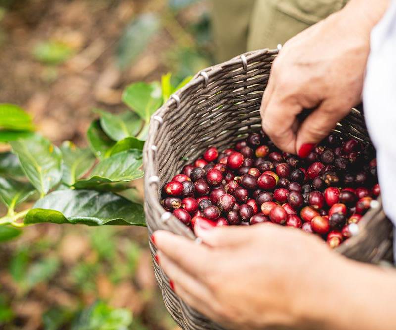 Producción de café en Colombia cae por lluvias, exportaciones bajan 29% y sector enfrenta 2026 más exigente. FOTO: Colprensa