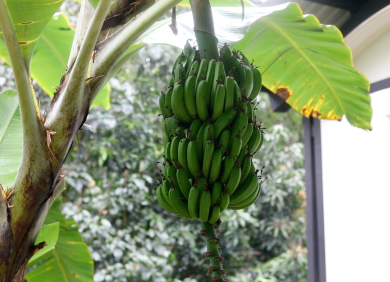 En laboratorios de Medellín ya cultivan bananos idénticos a los que exporta Urabá