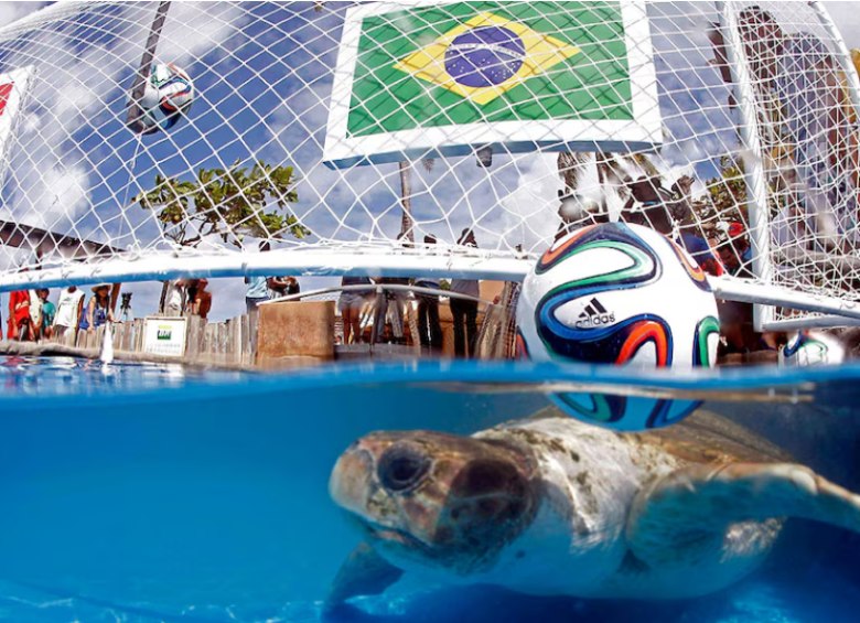 Cabeção, una tortuga de Brasil, acertó el triunfo local en el partido inaugural de 2014. FOTO: Redes sociales.