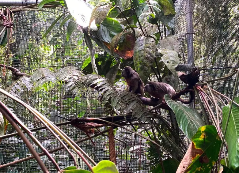 Dos monos tití que se conocieron en cautiverio volvieron a la libertad como pareja en una histórica reserva en Antioquia