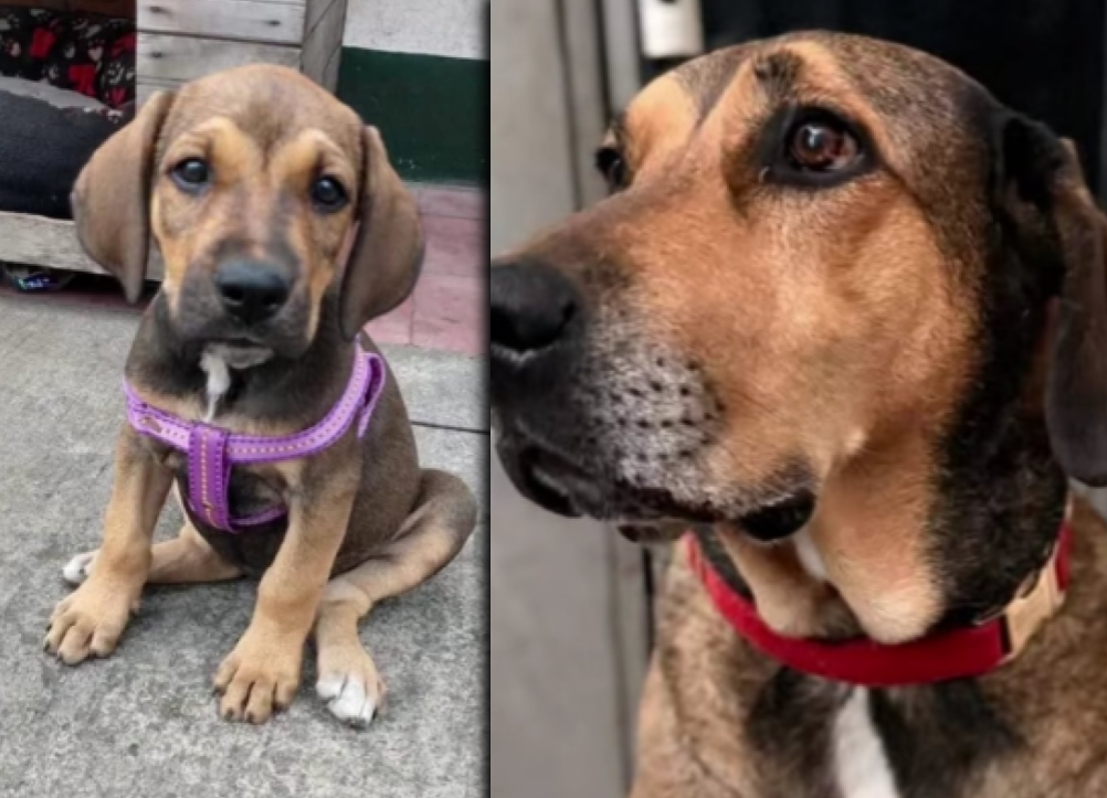 La perrita criolla llegó desde que estaba cachorra y ha acompañado durante más de siete años a los uniformados de la Estación de Policía de La Candelaria, en el centro de Medellín.