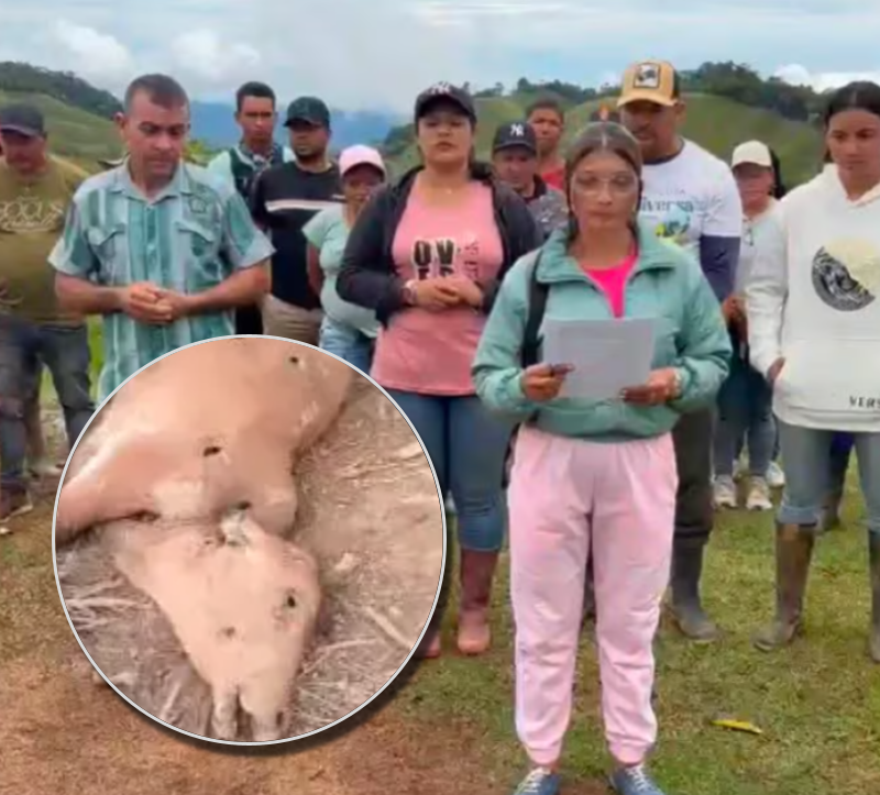 Las esquirlas de los recientes bombardeos en Amalfi acabaron con la vida de decenas de vacas y reses que eran la fuente de sustento de algunos de los campesinos. Foto: tomadas de videos en redes sociales.