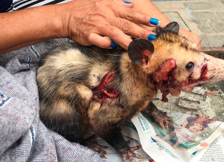 Por la gravedad de las heridas el animal fue sometido a la eutanasia. FOTO CORTESÍA