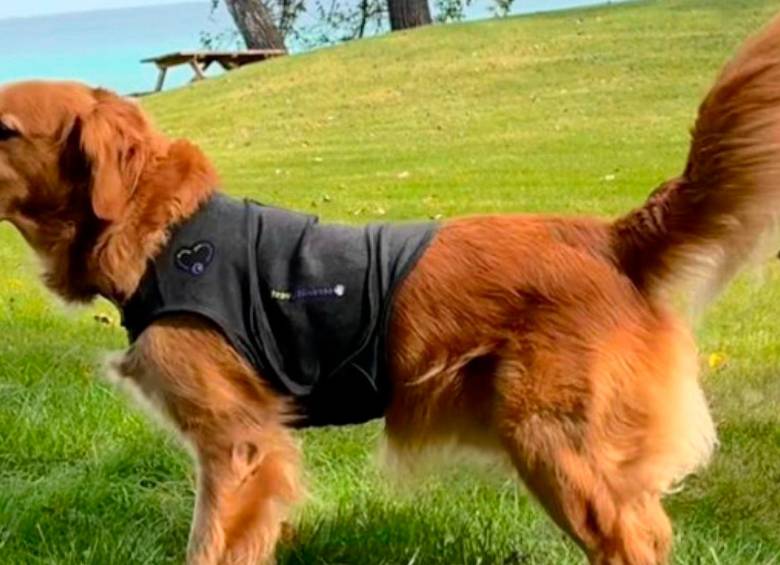 Serenity, el chaleco antioqueño que busca reducir la ansiedad en mascotas