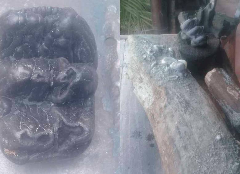 Restos que pertenecen al mastodonte de hace más de 10.000 años. FOTO: CORTESÍA INCIVA