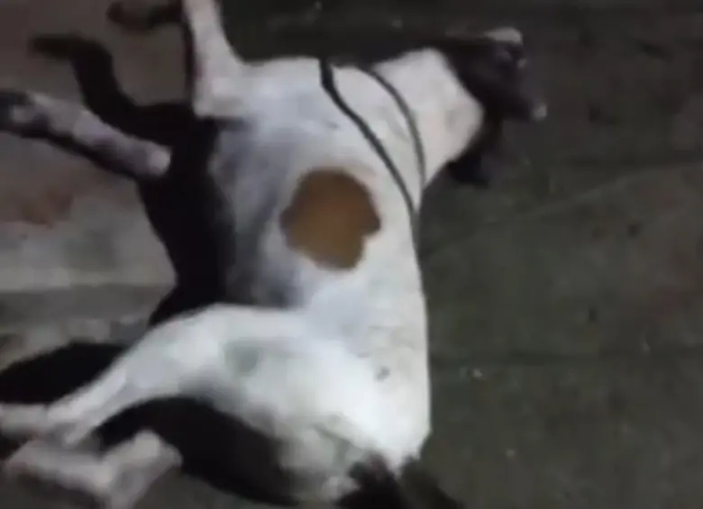 Organizaciones y defensores de animales afirman que esta no es la primera vez que se reporta un envenenamiento masivo en el departamento y pidieron mayor control de parte de las autoridades. FOTO: Cortesía