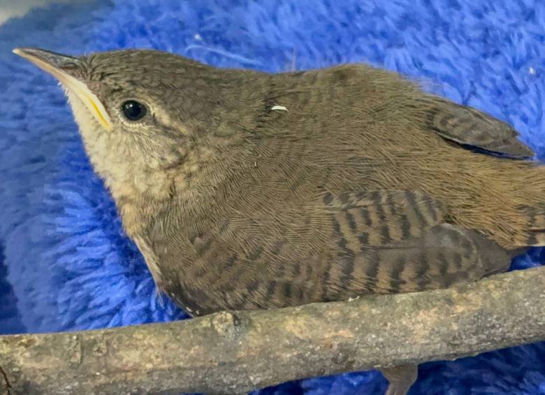 Una de las aves heridas sufrió un trauma craneoencefálico, mientras que las otras dos cayeron de sus nidos producto de los fuertes estruendos por quema de pólvora. FOTO Cortesía Área Metropolitana.