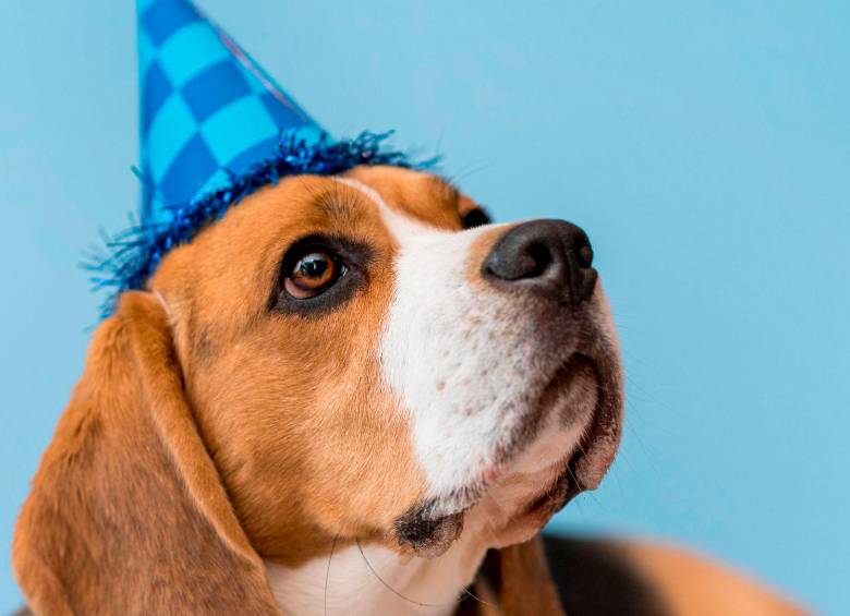¿Cómo celebrar el cumpleaños a una mascota? 