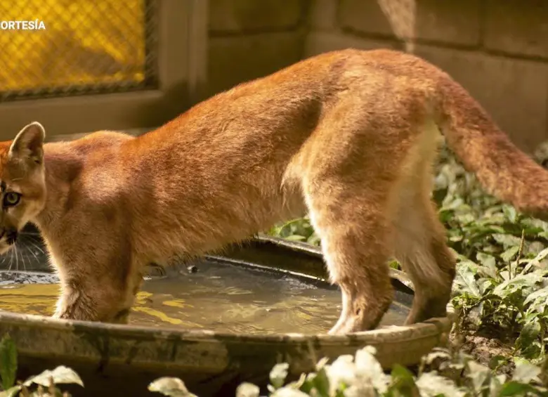 Avistaron tres nuevos pumas en Antioquia; uno murió atropellado: autoridades piden no atacarlos