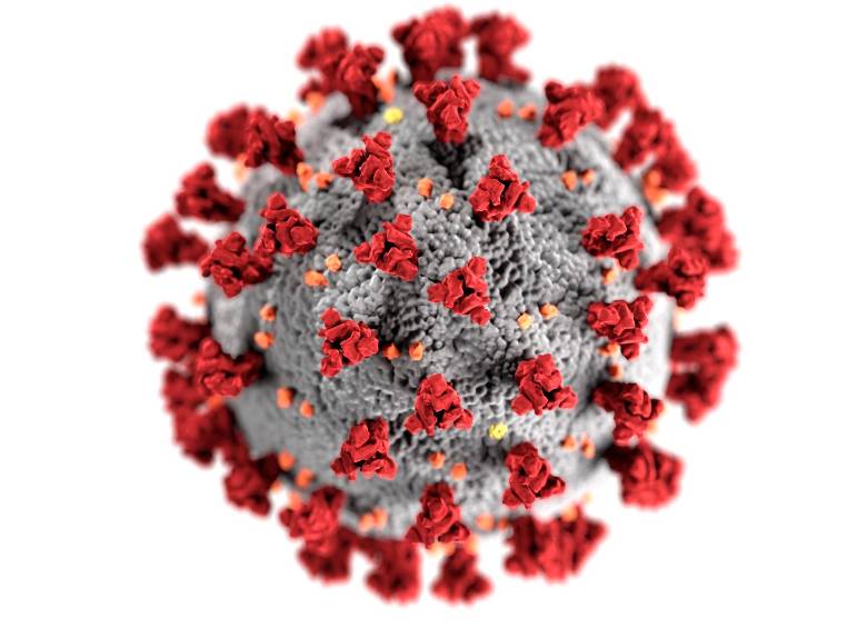 La composición del virus muestra que tuvo una evolución natural, sobretodo en la proteína espiga (que se ve en la parte exterior). Esta se adaptó para engancharse a la célula humana. FOTO Getty