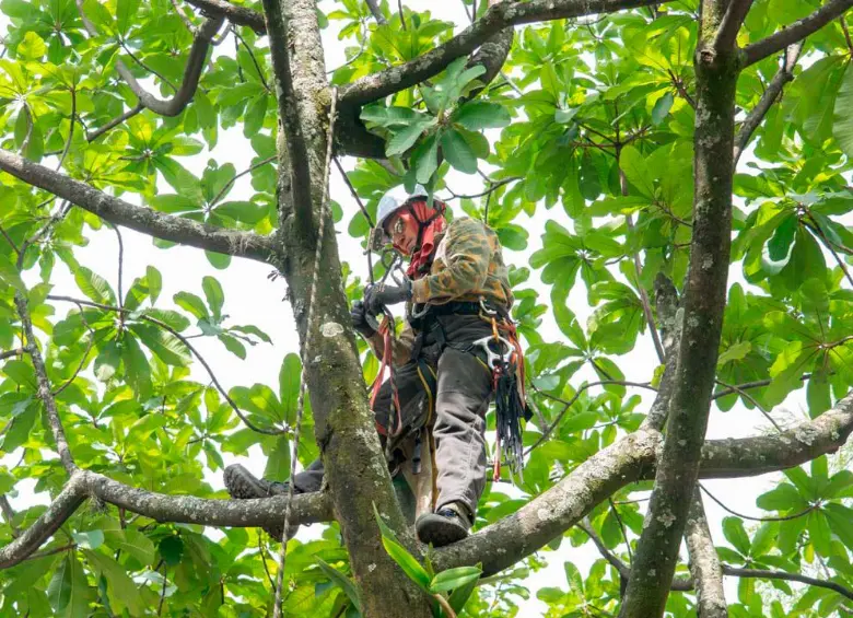 Con orquídeas embellecen el corredor de Carabobo, en Medellín