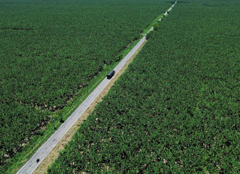 Las enormes plantaciones de banano colonizan el paisaje en los municipios del Urabá antioqueño. FOTO: MANUEL SALDARRIAGA