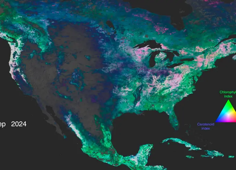 Los datos sobre antocianinas, carotenoides y clorofila iluminan América del Norte, resaltando la vegetación y su estado de salud. FOTO cortesía Estudio de Visualización Científica de la Nasa
