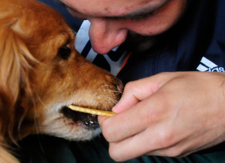 Día Internacional de la Obesidad: Mascotas también luchan contra el sobrepeso