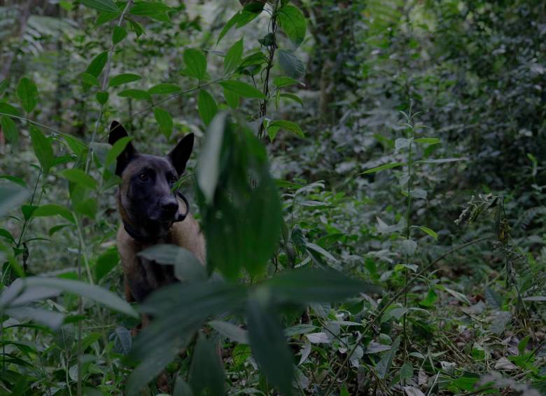 Hasta un perro similar a Wilson, el can que encontró a los niños, aparece en el documental. FOTO Cortesía Prime Video