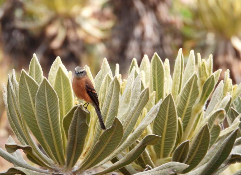 Ochthoeca fumicolor (Pitajo ahumado), sobre un frailejon (Espeletia frontinoensis). FOTO: JOSÉ FERNANDO NAVARRO