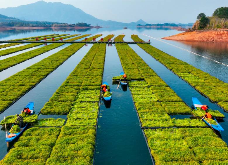 La practica de cultivos sobre islas flotantes se está extendiendo por varias provincias chinas. Foto: Getty