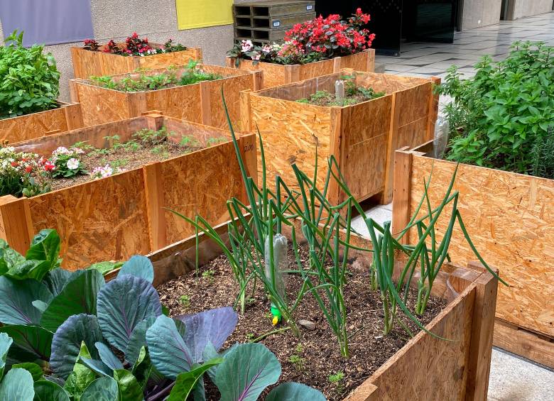 En el tercer piso del Centro Cultural del Banco de la República, en Medellín, hay una Huerta Urbana que también puede conocer. Foto: Sofía Restrepo, Banco de la República