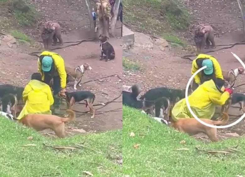 El suceso causó conmoción en la población colombiana, luego de que se publicara el video donde se muestran los abusos que vivió el animal. Foto: Plataforma Alto.