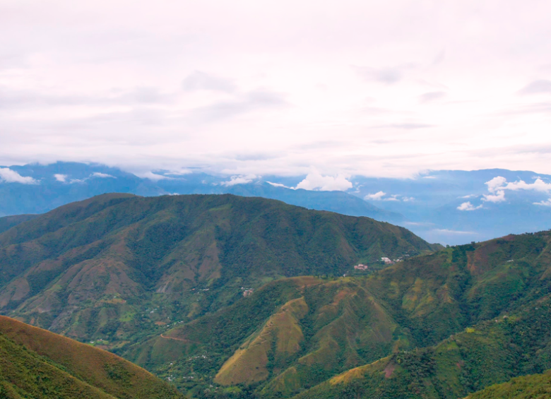 Antioquia estrena área protegida: está en el Occidente y es hogar del águila crestada y el oso andino
