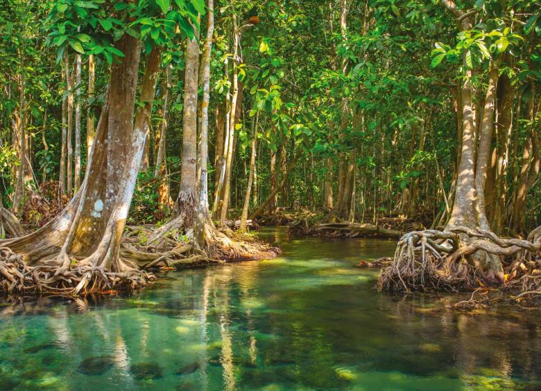 Los manglares: importantes para el futuro del planeta