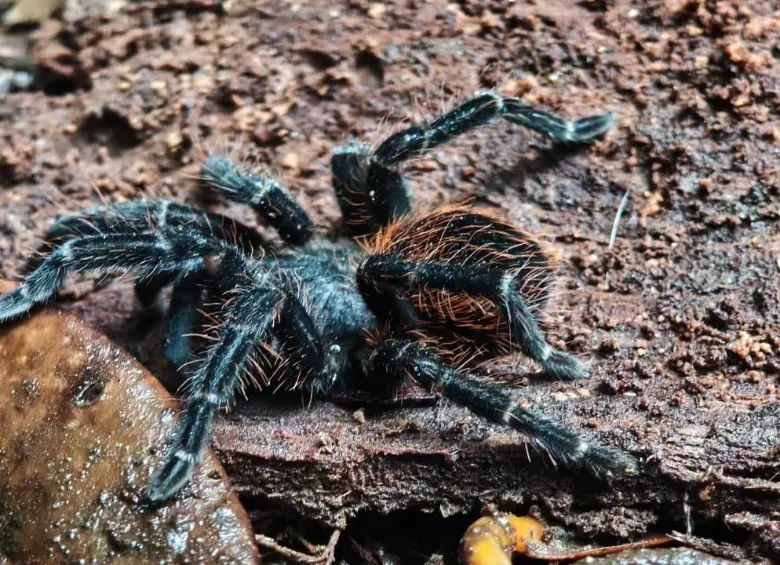 Tarántula. Foto: Cristina Rodriguez.