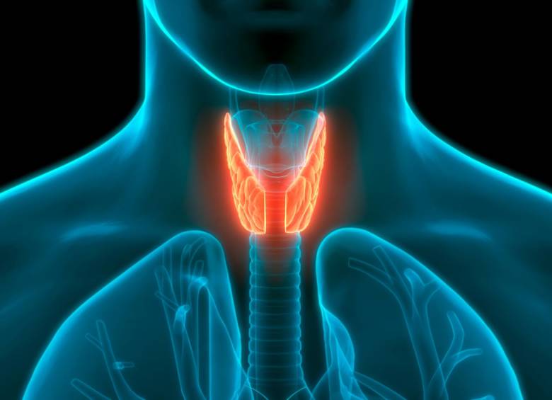 Las afecciones de la tiroides no son 100 % prevenibles. Sin embargo, puede garantizar su correcto funcionamiento con una dieta balanceada y el manejo del estrés. FOTO SSTOCK.