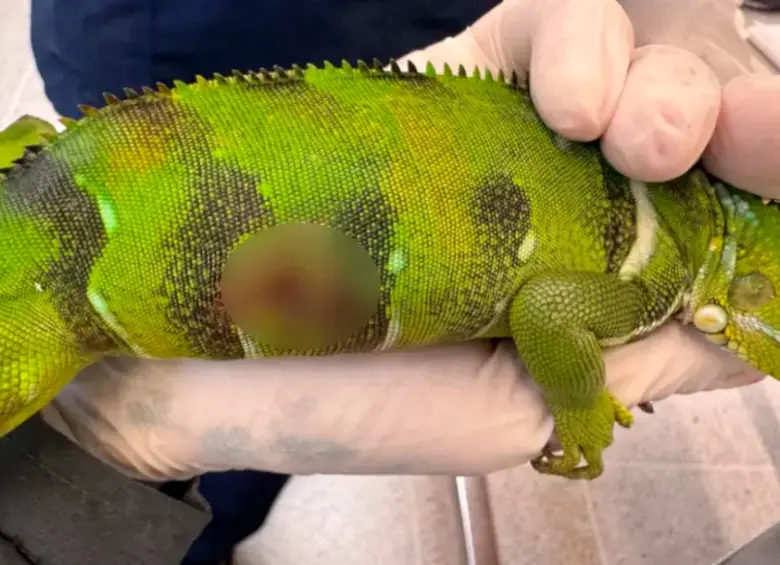 La víctima era un reptil juvenil. FOTO: CORTESÍA