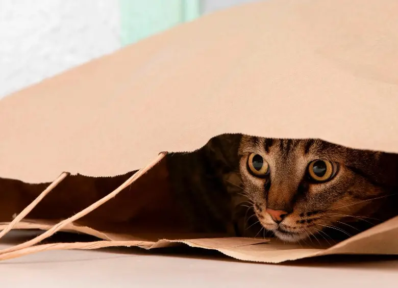 Si tu gato es temeroso aplica estas recomendaciones