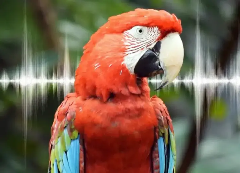 Guacamaya. FOTO: X @MSFTCOLOMBIA