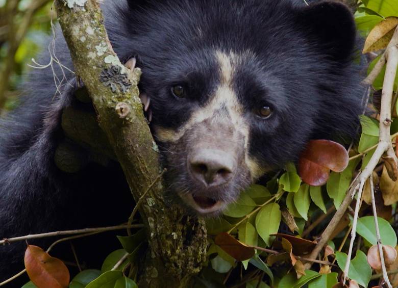 El oso andino o de anteojos (Tremarctos ornatus) en un documental que emitió Señal Colombia. Foto: Pixabay.