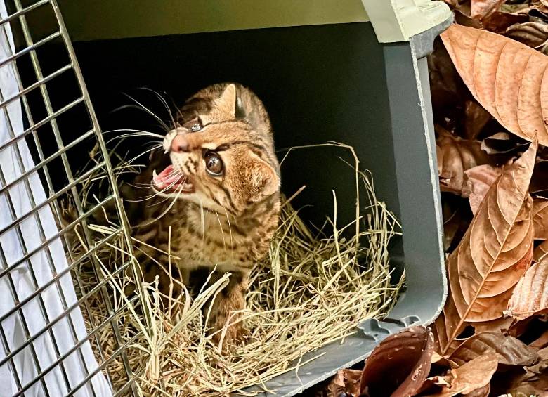 Las tigrillas fueron liberadas en el Norte y Suroeste. FOTO: CORTESÍA