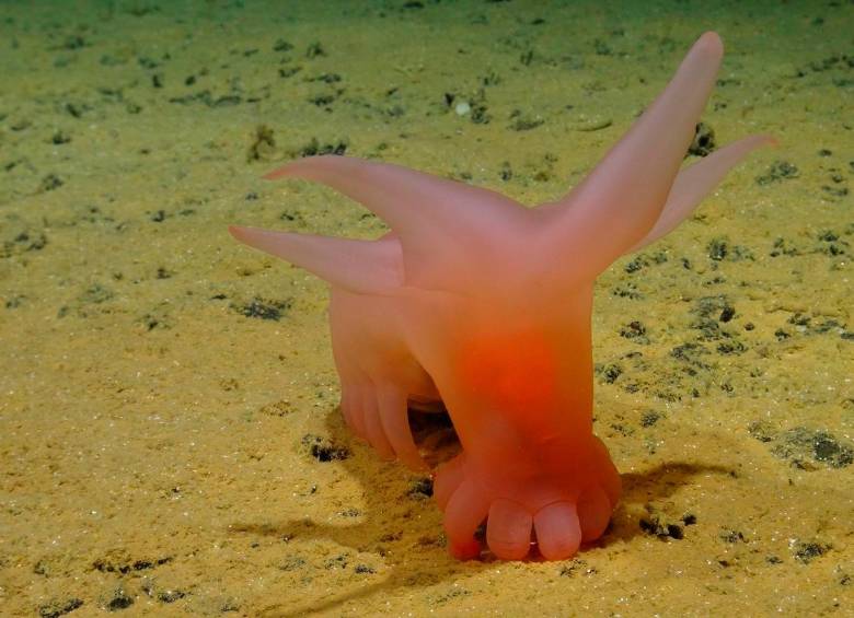 Una de las especies descubiertas en la expedición fue el cerdo marino rosado, o ‘Barbie Sea Pig’ como se le llama en inglés. Adquirió su nombre por su color rosado y sus pies pequeños. Foto: SMARTEX/NHM/NOC