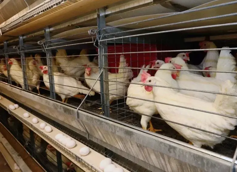 El departamento del Valle del Cauca es el primer productor de huevo y el tercer productor de pollo en Colombia. FOTO: Fenavi.