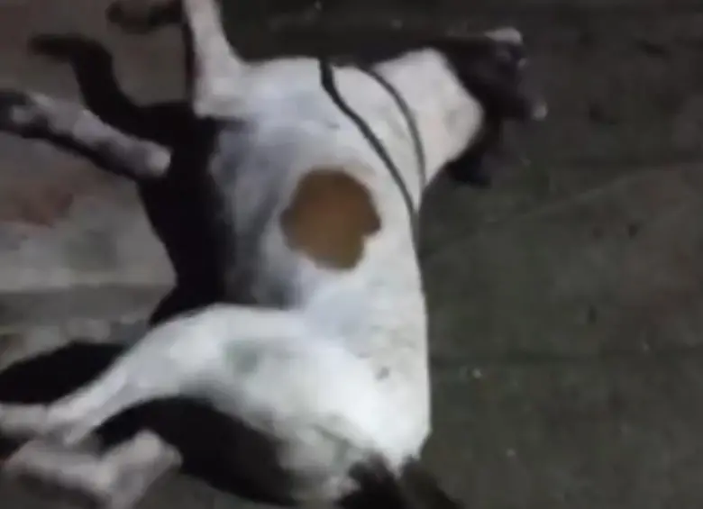 Organizaciones y defensores de animales afirman que esta no es la primera vez que se reporta un envenenamiento masivo en el departamento y pidieron mayor control de parte de las autoridades. FOTO: Cortesía