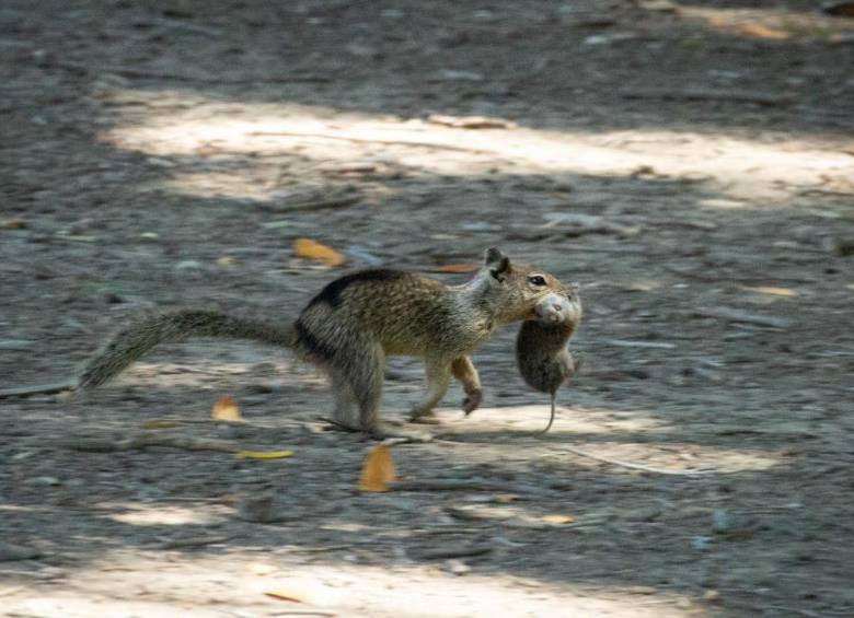 Una ardilla terrestre de California captada con su presa: el primer registro de su comportamiento carnívoro, documentado por investigadores en un estudio pionero. FOTO: cortesía UW-Eau Claire y UC Davis