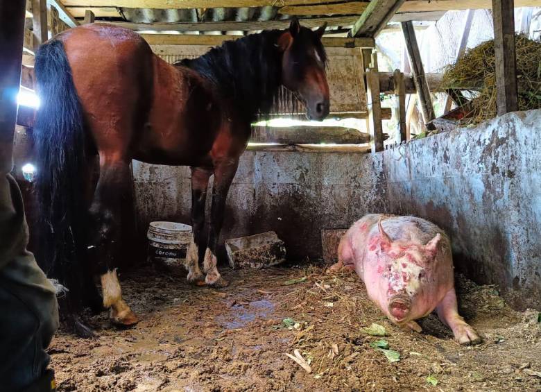 “Nucitas” y “Tata”, los animales de don Eugenio Vélez, también resultaron heridos por el incendio y estaban esperando atención médica veterinaria.