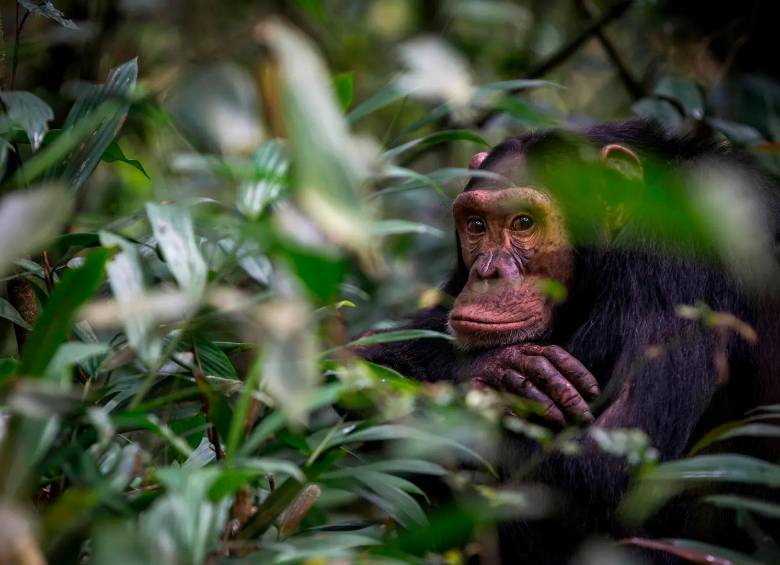 La cercanía genética entre los humanos y los chimpancés han hecho que estos últimos sean motivo de curiosidad de los científicos. Foto: Getty.