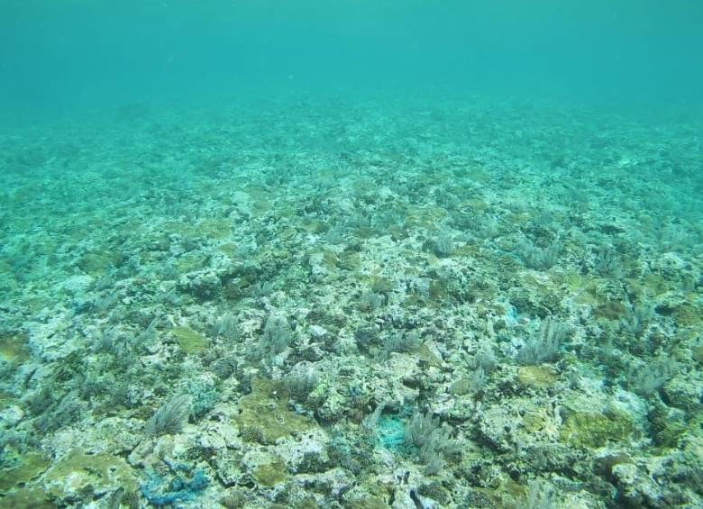 La Tierra ha cruzado un punto de inflexión climático con la muerte masiva de los corales, señal de una “nueva realidad” marcada por olas de calor, sequías, incendios e inundaciones cada vez más severas. FOTO: AFP. 