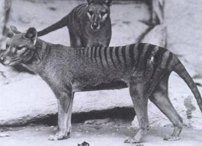 Era considerado un marsupial por la bolsa en la que terminaban de desarrollarse sus crías. El último murió en el zoológico de Hobart en Australia hace 86 años. FOTO: CORTESÍA