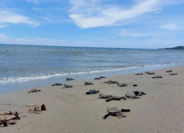 Prohíben acceso a Playa Bobalito en Necoclí: Corpourabá restringe turismo por temporada de tortugas marinas