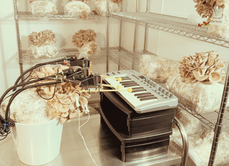 En 2024 este hongo tocando un teclado se convirtió en un video viral de Bionic and the Wires. FOTO cortesía Bionic and the Wires