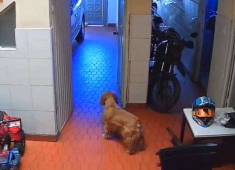 Un perrito valiente en Bogotá evitó un robo en su casa. FOTO: Captura de video