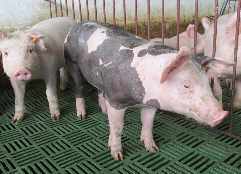 El SAG de Chile confirmó la autorización a tres establecimientos interesados en exportar tripas saladas de porcinos a ese país. FOTO: Cortesía ICA.