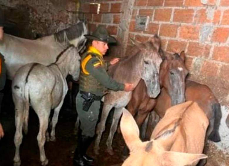 Los 11 caballos rescatados recibieron atención veterinaria.