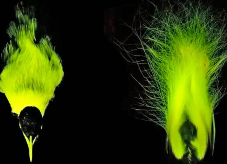 as aves del paraíso no solo destacan por su colorido plumaje, sino también por su capacidad de emitir biofluorescencia bajo luz ultravioleta. FOTO: Cortesía Rene P. Martin