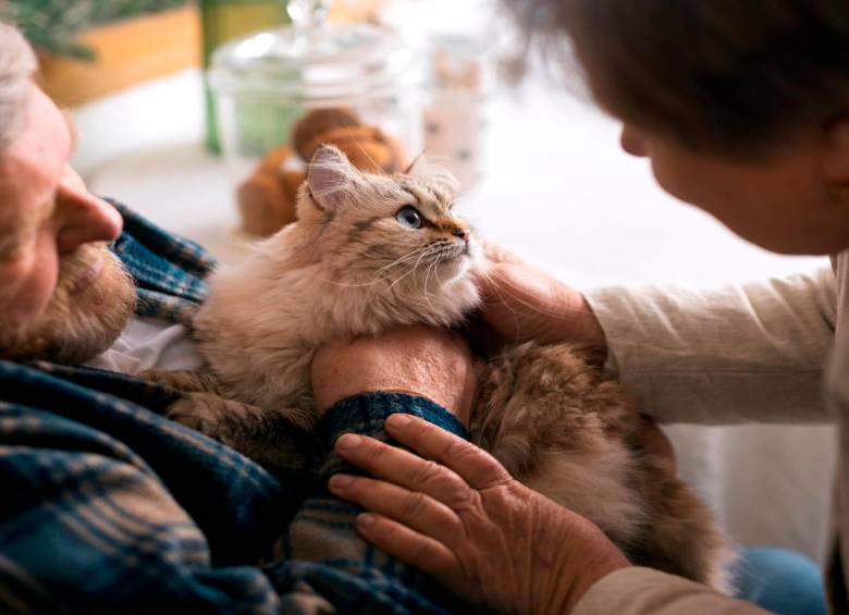 Cómo cuidar un gato mayor: guía para una vejez feliz